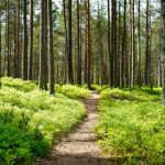 Forest Path - brown dirt road between green grass and trees during daytime