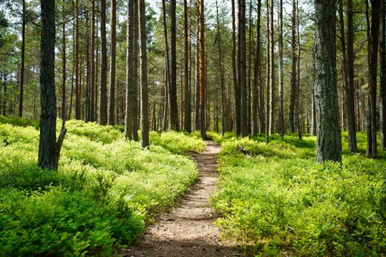 Forest Path - brown dirt road between green grass and trees during daytime