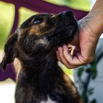 Animal Shelter - person holding brown and white short coated dog