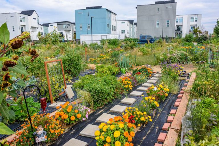 Community Garden - yellow flowers on the garden