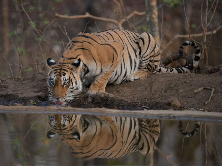 Wildlife Protection - tiger lying on ground during daytime