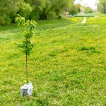 Tree Planting - green plant on white plastic bag