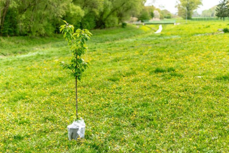 Tree Planting - green plant on white plastic bag