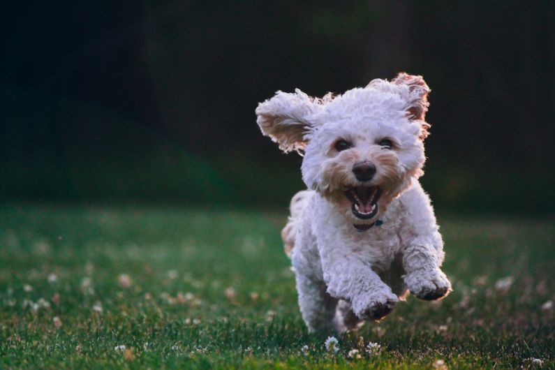 Happy Dog - shallow focus photography of white shih tzu puppy running on the grass