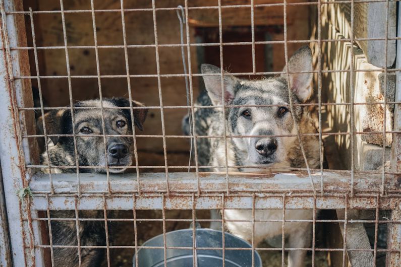 Animal Shelter - two dogs in cage during daytime